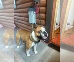 Small #2 Bulldog Mix