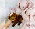 Small #1 Poodle (Toy)
