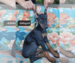Doberman Pinscher Puppy for sale in POMEROY, OH, USA