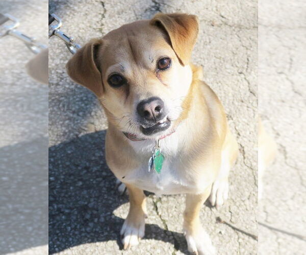 Medium Photo #2 Chiranian Puppy For Sale in Rootstown, OH, USA