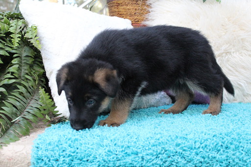 Medium Photo #3 German Shepherd Dog Puppy For Sale in OCALA, FL, USA