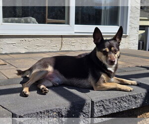 Chihuahua-Unknown Mix Dogs for adoption in Brooklyn Center, MN, USA