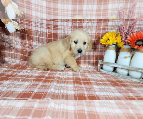 Medium Photo #4 Golden Retriever Puppy For Sale in FALCON, CO, USA