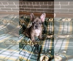 Small Photo #2 French Bulldog Puppy For Sale in PITTSBURG, CA, USA
