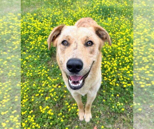 Medium Photo #3 Australian Retriever Puppy For Sale in Bryant, AR, USA