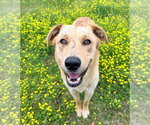 Small #2 Australian Retriever