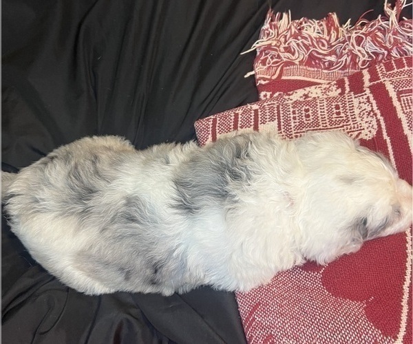 Medium Photo #17 Sheepadoodle Puppy For Sale in HUNTINGTON BEACH, CA, USA