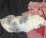 Small #16 Sheepadoodle