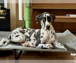 Small Photo #1 Great Dane Puppy For Sale in LAS CRUCES, NM, USA