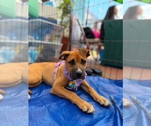Black Mouth Cur-Boxer Mix Dogs for adoption in Holly Springs, NC, USA