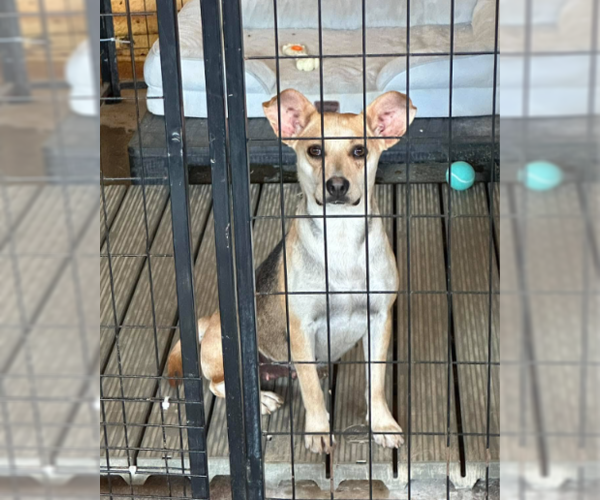 Medium Photo #3 Mutt Puppy For Sale in Cranston, RI, USA