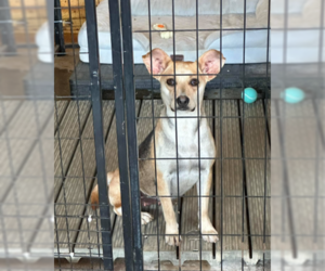 Charli in TX - Female Mutt Dog for Adoption - Photo #3