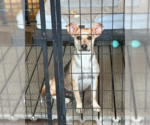 Small Photo #3 Mutt Puppy For Sale in Cranston, RI, USA