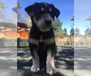 Shollie Puppy for sale in CAVE JUNCTION, OR, USA