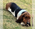 Small #1 Basset Hound