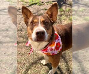 German Shepherd Dog-Unknown Mix Dogs for adoption in Tulsa, OK, USA