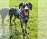 Small #8 Catahoula Leopard Dog