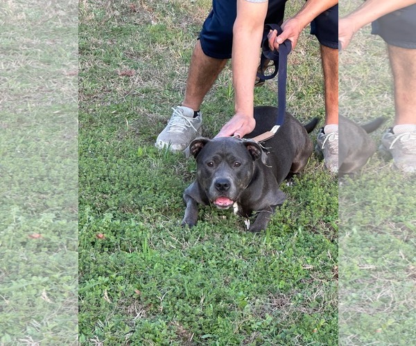 Medium Photo #5 American Pit Bull Terrier Puppy For Sale in Holly Springs, NC, USA