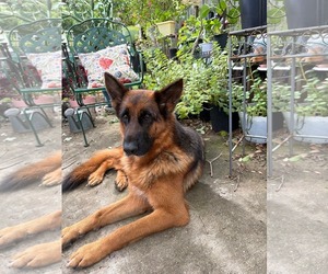 German Shepherd Dog Dogs for adoption in Plantation, FL, USA