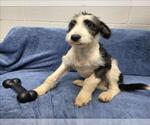 Small Labradoodle