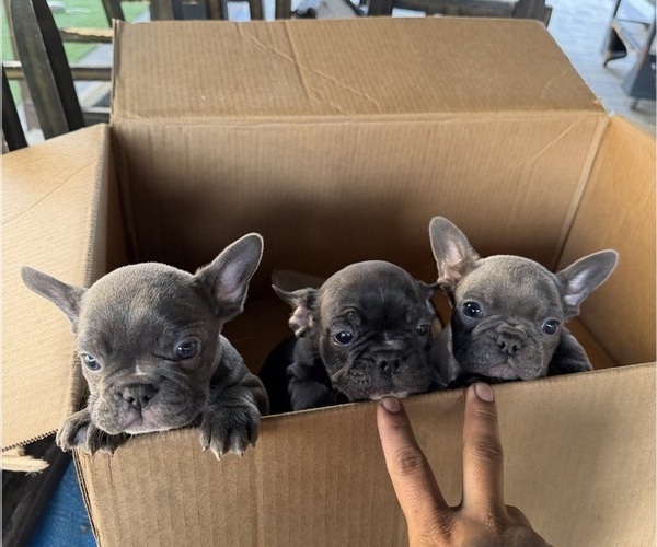 Medium Photo #1 French Bulldog Puppy For Sale in SANTA CLARITA, CA, USA