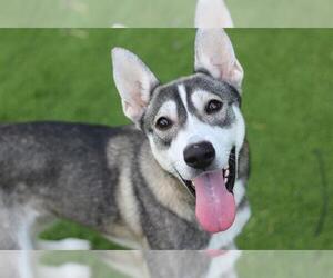 CELESTE - Female Siberian Husky-Unknown Mix Dog for Adoption - Photo #2