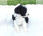 Small Photo #6 Bordoodle Puppy For Sale in CARLISLE, KY, USA