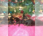 Small Photo #11 Rottweiler Puppy For Sale in JASPER, MO, USA