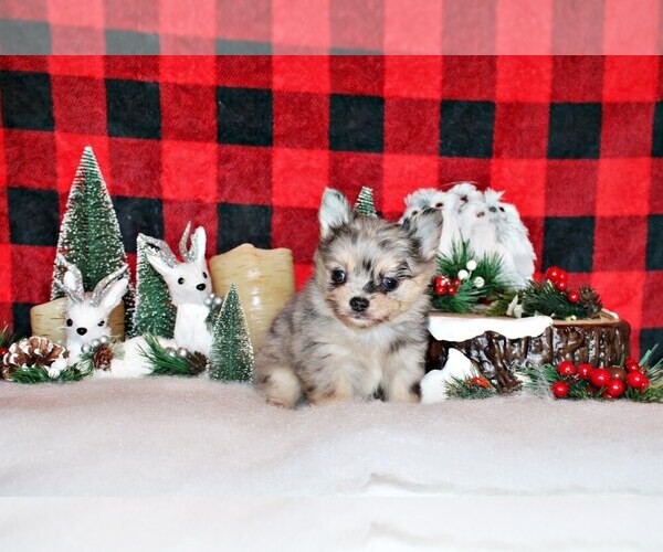 Medium Photo #31 Chihuahua Puppy For Sale in CHARLESTON, AR, USA
