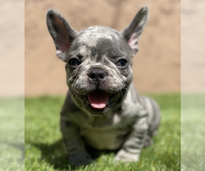 French Bulldog Puppy for sale in SOUTH GATE, CA, USA