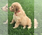 Small Photo #3 Goldendoodle Puppy For Sale in BOWLING GREEN, KY, USA