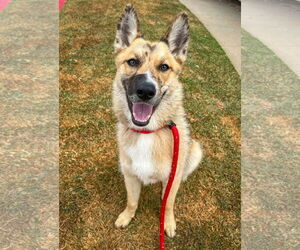 Foxy - Female Australian Shepherd-Unknown Mix Dog for Adoption - Photo #2