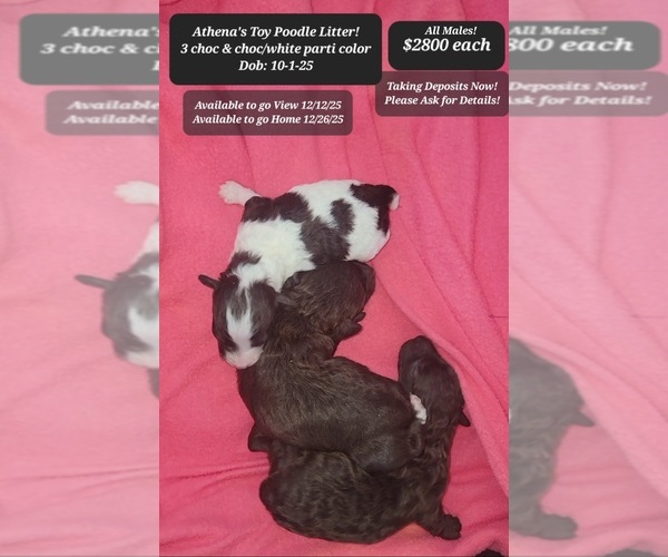 Medium Photo #2 Poodle (Toy) Puppy For Sale in TUCSON, AZ, USA