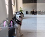 Small #1 Siberian Husky Mix