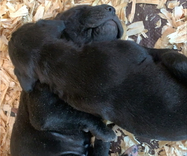 Medium Photo #7 Great Dane Puppy For Sale in MCDONOUGH, GA, USA