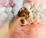 Small #7 Poodle (Toy)