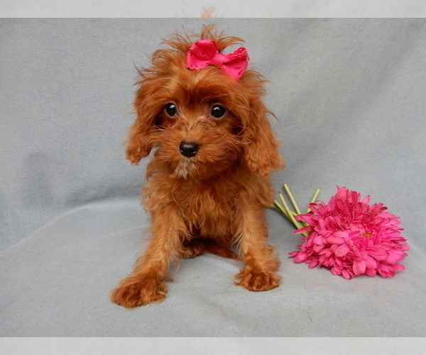 Medium Photo #5 Cavapoo Puppy For Sale in MILLERSBURG, OH, USA