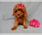Small Photo #5 Cavapoo Puppy For Sale in MILLERSBURG, OH, USA
