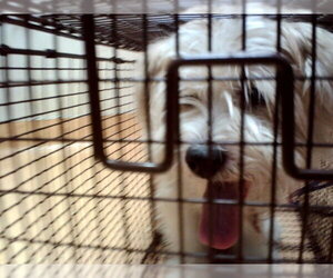 Mutt Dogs for adoption in Martinez, CA, USA