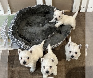 West Highland White Terrier Litter for sale in AKRON, NY, USA