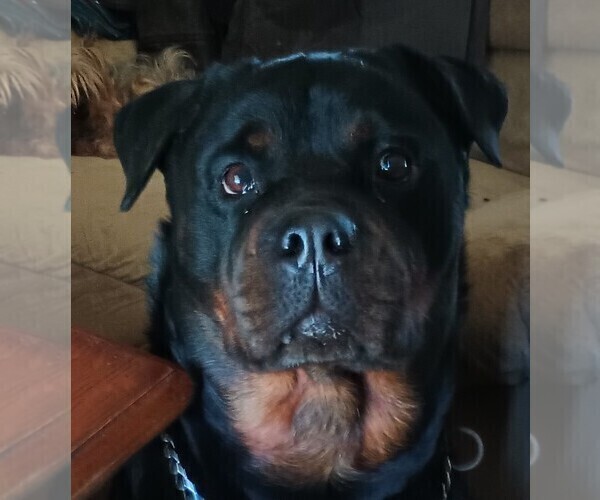 Medium Photo #6 Rottweiler Puppy For Sale in FREDERICKSBURG, IN, USA