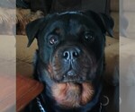 Small #5 Rottweiler