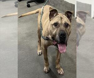 Chinese Shar-Pei-Unknown Mix Dogs for adoption in Forestville, MD, USA