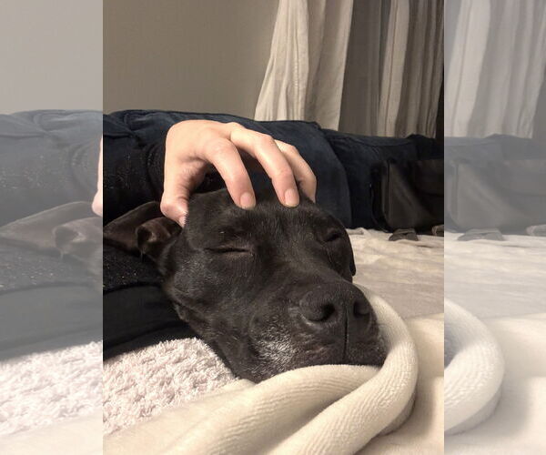 Medium Photo #7 Mutt Puppy For Sale in Dublin, OH, USA