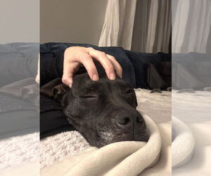 Rubi - Female Mutt Dog for Adoption - Photo #7