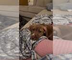 Small American Pit Bull Terrier-American Staffordshire Terrier Mix