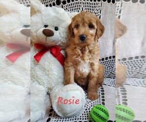 Goldendoodle Puppy for sale in WATERLOO, NY, USA