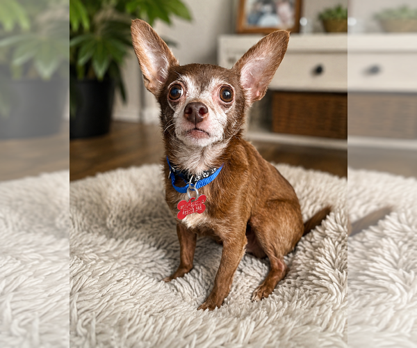Medium Photo #5 Chihuahua Puppy For Sale in San Diego, CA, USA
