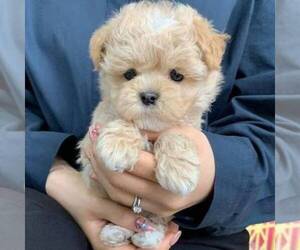 Maltipoo Puppy for sale in HEATH, OH, USA