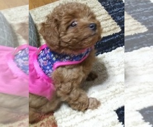 Poodle (Toy) Puppy for sale in DULUTH, GA, USA